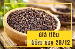 Giá tiêu hôm nay 28/12: Giảm nhẹ 500 đồng/kg