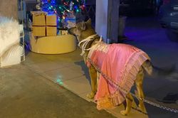Chú chó sành điệu sở hữu 'bộ sưu tập thời trang' khiến ai cũng ngoái nhìn