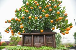 Độc đáo quất bonsai bên mô hình nhà cổ Hà Nội
