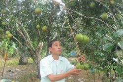 Kinh tế Kinh tế Đăng ký và bảo hộ chỉ dẫn địa lý cho thanh trà Huế