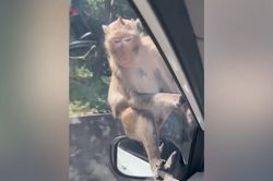 Khỉ hoang 'quá giang' ô tô ở Thái Lan