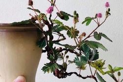 Cây hoa xấu hổ mọc đầy đường nay 'hóa' bonsai, dù giá đắt vẫn có người mua