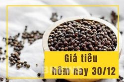 Giá tiêu hôm nay 30/12: Tăng 1.000 đồng/kg, thị trường có tín hiệu phục hồi