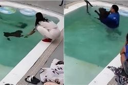 Ngã chìm nghỉm xuống bể bơi rồi được cứu, hành động của chú chó khiến tất cả thốt lên: 'Để nó nhảy đi'