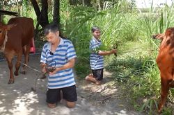 Người đàn ông chăn bò bằng đầu gối cùng những nỗ lực phi thường giữa cuộc đời 'bất thường'