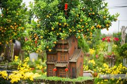 Quất bonsai vài triệu đồng/cây phục vụ khách Thủ đô dịp Tết