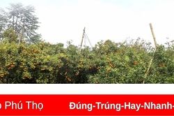 Cam Canh vào mùa thu hoạch