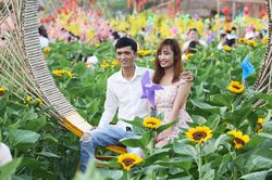 Mê mẩn trước vườn hoa hướng dương rộng 12.000m2 ở TP.HCM