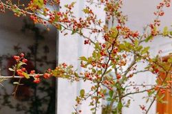 Những cành hoa độc lạ có thể bạn chưa từng nghe tên nhưng khiến dân chơi mê mẩn ngày Tết