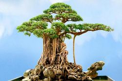 Hành trình từ bụi cây dại đến siêu cây giá trăm tỷ không bán