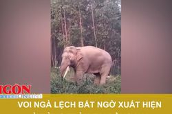 Voi ngà lệch bất ngờ xuất hiện ở rừng tràm tại Đồng Nai