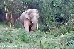 Voi ngà lệch ra 'thăm' bà con trong ngày cuối năm