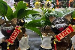 Ngộ nghĩnh mèo tài lộc từ dừa bonsai 'độc nhất vô nhị'