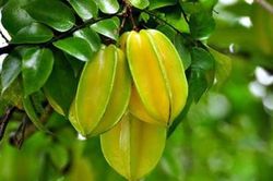 Bài thuốc trị cảm cúm dễ làm từ loại quả quen thuộc