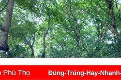Trong cánh rừng lim