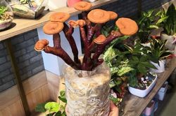 Nấm linh chi, đu đủ thành bonsai chơi Tết