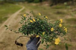 Ngắm loạt hoa dại 'lên đời' thành bonsai chơi Tết, giá đắt ngang 'cây xịn'