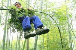 Cụ ông 50 năm 'bay lượn' trong rừng trúc không có công cụ hỗ trợ