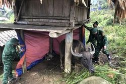 Giúp người dân vùng núi Puxailaileng phòng, chống rét