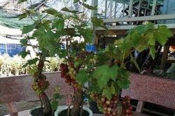 Loài quả mọc đầy ở vùng nông thôn nay được 'nâng tầm' thành cây cảnh đắt tiền