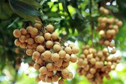 Việt Nam xuất khẩu lô nhãn đầu tiên sang Nhật Bản