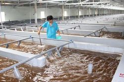 Đối tượng không phải kê khai, nộp thuế GTGT