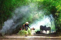 Mùa về trên tay mẹ