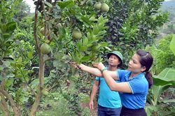 Mường Chà tìm cách giảm hộ nghèo