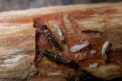 Sự nguy hiểm của mối khổng lồ