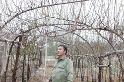 Nghề 'săn' đào bán Tết