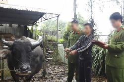 Đề nghị Bộ Quốc phòng, Bộ Công an vào cuộc chặn nhập lậu trâu bò qua biên giới