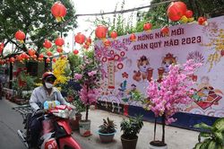 Hẻm nhỏ ở TP HCM trang trí 'đường hoa mini' rực rỡ đón Tết