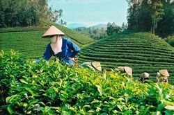 Năm 2022, xuất khẩu chè tăng trưởng 2 con số