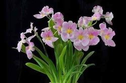 Chuyện ở phòng hồi sức
