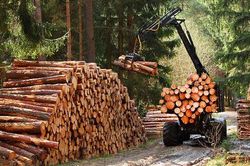 Căn cứ chứng minh, truy xuất nguồn gốc gỗ
