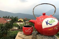 Trà tiên trên đỉnh Kolia