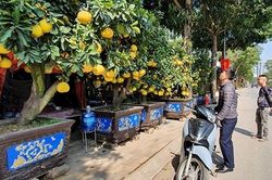 Săn cây cảnh giá 'khủng' chơi Tết