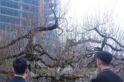 Cây đào Nhật Tân thế rồng bay 50 tuổi 'khuấy đảo' cả thành Vinh có gì đặc biệt?