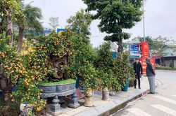 Người dân đổ xô đi tìm cây cảnh độc, lạ đón Tết Quý Mão 2023
