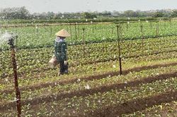 Lấy nước ngược phục vụ đổ ải vụ Đông Xuân