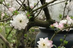 Hà Nội: Chiêm ngưỡng chi mai trắng, dáng lạ, chỉ cho thuê chứ không bán