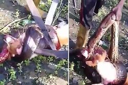 Clip: Trăn khổng lồ bị chém 'banh xác' vì cả gan săn trộm chó