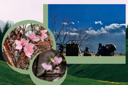 Nhộn nhịp thị trường đào Tết Sa Pa