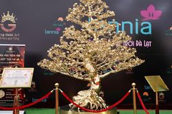 Cận cảnh mai mạ vàng 24K lớn nhất Việt Nam giá gần 6 tỉ