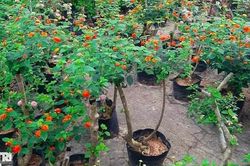 Người phụ nữ đơn thân biến cây dại thành hoa đẹp rực rỡ, kiếm tiền triệu