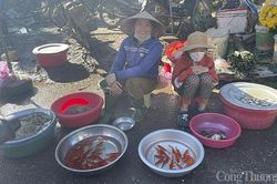 Nghệ An: Cá chép đưa ông Táo vừa thả xuống sông đã bị thuyền chờ trực vớt