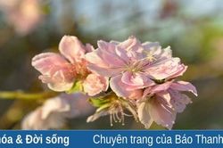 Làng đào phai hoa kép xứ Thanh khoe sắc đón Tết