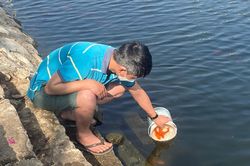 Thả cá chép đúng cách Tết ông Công, ông Táo: Nhiều chuyển biến tích cực