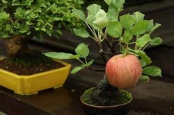 10 chậu cây mini siêu đẹp hợp trang trí nhà dịp Tết