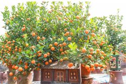 Vạn tuế, quất bonsai độc lạ hút khách chơi Tết